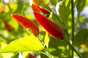 Pimiento de pimienta roja fría, precio competitivo, listo para enviar - Product Image 5