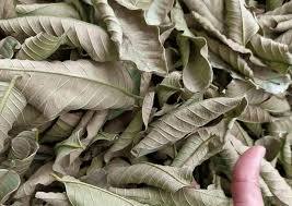 Las hojas de guayaba secas 100% naturales de alta calidad premium hechas en Vietnam al mejor precio - Product Image 3