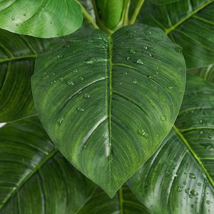Planta Artificial Alocasia, Árbol en Maceta de Múltiples Tallos - Product Image 2