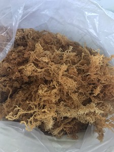 Compre Algas Marinas Orgánicas Blancas Eucheuma Cottonii, Musgo Irlandés Crudo, un Regalo Valioso del Mar, Bueno para el Cuidado de la Piel y la Dieta Vegetariana - Product Image 6