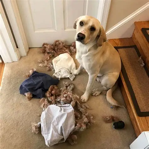 Pelota de coco más vendida, juguete para masticar perros, limpieza de dientes naturales, juguete de enriquecimiento ecológico para mascotas de Vietnam, mejor precio duradero - Product Image 5