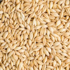 Organic Dried Barley <b>Seeds</b> Barley Malt Bulk Wholesale Factory Direct <b>Storage</b> Type Cool Dry Place 2 Year Shelf Life - Product Image 3