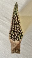 Stempel Kayu Ukir Tangan Tekstur Daun untuk Cetak pada Kain, Tanah Liat