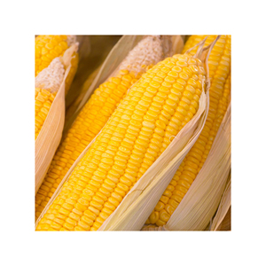 Vente en gros de grains de maïs déshydratés AD maïs jaune maïs maïs doux maïs en vrac - Product Image 4