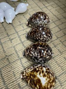 เป็นของขวัญสำหรับเป็นของขวัญหนังเสือธรรมชาติเปลือกลายเสือดาวทะเลสีดำ - Product Image 4