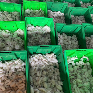 Sepia Entera Congelada, Limpiada y Cortada, IQF/BQF, Envasada al Vacío, Exportador de Vietnam, Suministro con Tamaño y Grado Consistentes - Product Image 6