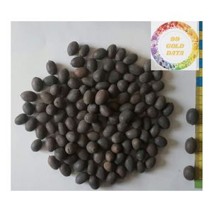 เมล็ดบัวดำอบแห้งพรีเมียมจากเวียดนาม ผลิตภัณฑ์อบแห้งด้วยแสงแดดสำหรับชา ของหวาน และสูตรอาหาร - Product Image 3