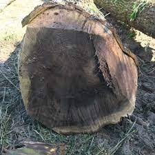 ท่อนไม้วอลนัทพรีเมี่ยม - Product Image 2