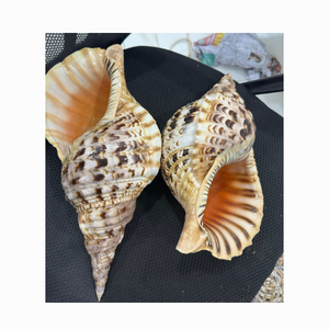 100% CARACOL NATURAL SEASHELL Tamaño grande 40cm up Caracol pulido Conchas marinas Triton Concha Marina Conchas de mar natural - Product Image 1