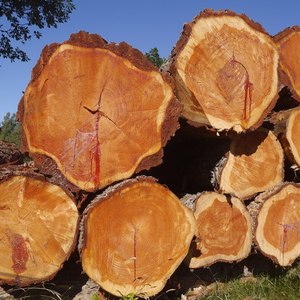 Troncos de madera de alerce siberiano Troncos de alerce siberiano Premium Compre troncos de alerce siberiano - Product Image 5