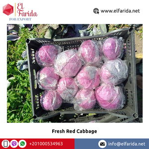 Chất lượng cao hữu cơ bắp cải đỏ bán rộng rãi số lượng lớn rau tươi Ai Cập Xuất xứ Giá thị trường bán buôn chất lượng tối ưu Nhà cung cấp - Product Image 4