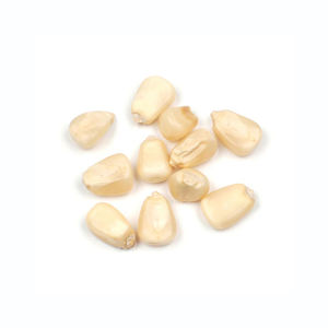 Maíz blanco de alta calidad, maíz premium, suministrado para compradores mayoristas y socios comerciales - Product Image 5