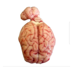 Suministro de fábrica al por mayor Cerebro de res Precio caliente - Product Image 1