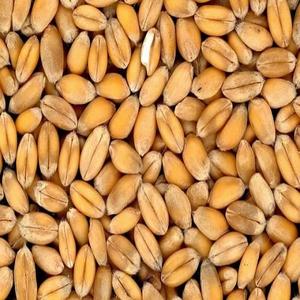 Parfait comme produit de première classe, 2022-blé dur biologique - Product Image 3