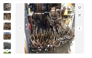 En vrac Red Deer Antlers à vendre - Product Image 2