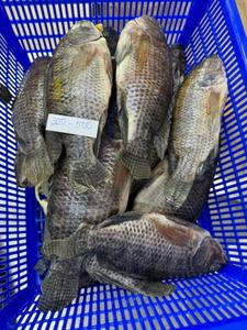 ปลานิลสดแช่แข็ง iqf ปลาทั้งหมดหัวขาดบรรจุภัณฑ์จำนวนมากส่งออกสไตล์แห้งไม่ใส่เกลือเนื้อปลา - Product Image 5