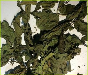 Feuilles de papaye séchées _ meilleur prix et produit de haute qualité provenant du VietNam - Product Image 3