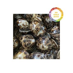 Vente en gros de coquilles de patelle pour la décoration d'aquarium Idées d'artisanat artistique avec une qualité supérieure et un approvisionnement à prix compétitif - Product Image 1