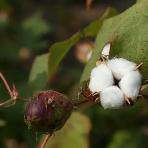 ฝ้ายดิบออร์แกนิคธรรมชาติ (Gossypium Barbadense) ฟอกขาว เป็นมิตรกับสิ่งแวดล้อม ป้องกันแบคทีเรีย สำหรับการผลิตเส้นด้ายปั่น มีสินค้าจำนวนมาก - Product Image 3