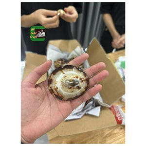 Conchas de Lapa de Vietnam pulidas respetuosas con el medio ambiente para madres lactantes joyería hecha a mano y decoración del océano al por mayor - Product Image 1