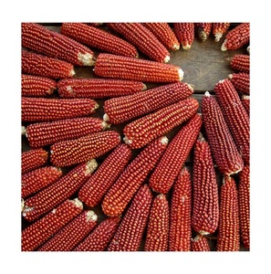 Maíz Rojo Orgánico de Primera Calidad al por Mayor para Compradores - Product Image 2