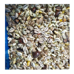 Craft Shell Cowrie Shell de Vietnam para proyectos de bricolaje suministrados por 99 Gold Data Cowrie Shell Manufacturer - Product Image 1