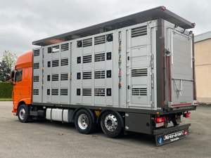DAF XF 105 (Transport d'animaux/chevaux) - Product Image 3