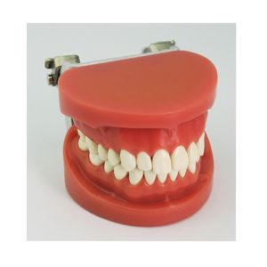 Modelo de diente estándar dental 28 dientes modelo de dientes práctico - Product Image 3