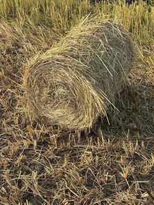 Balles de paille de riz du Vietnam propres et sèches pour l'alimentation du bétail, la culture des champignons et les applications de paillage - Product Image 4