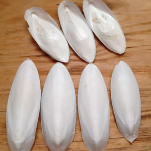 ปลาหมึกอบแห้งเกรดส่งออกสำหรับสัตว์เลี้ยง - Product Image 1