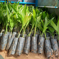 Palmier Areca vivant de qualité supérieure, plante tropicale à croissance rapide pour l'aménagement paysager intérieur et extérieur et la décoration intérieure
