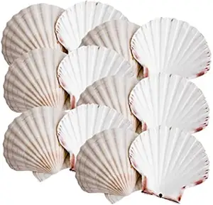 Wholesale craft Scallop Seashell Use For Home Decoration- 100% natural scallop seashells from Vietnam with high quality