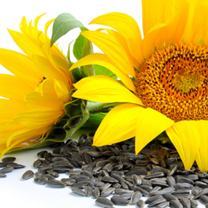 Aceite de Girasol Hidrogenado Refinado Orgánico al por Mayor, Natural, 99.9% de Pureza, Rico en Ácidos Linoleicos/Oleicos, en Botellas de Vidrio/Plástico - Product Image 6