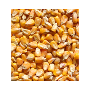 Maïs jaune entier pour l'alimentation animale - Product Image 6