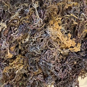 Algues marines séchées d'exportation du Vietnam, Eucheuma Cottonii brute, algues irlandaises, or violet, biologique, sauvage, Spinosum, emballage en vrac - Product Image 1