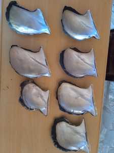 เปลือกหอยมุกสีดำธรรมชาติเหมาะสำหรับการใช้งานด้านเทคนิคเหมาะสำหรับการขายต่อโดยร้านจำหน่ายเปลือกหอย - Product Image 5