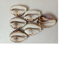 Coquillages de mer tigre découpés, écologiques, sculptés, vente en gros pour designers de bijoux, pendentifs artisanaux, artisanat côtier marin