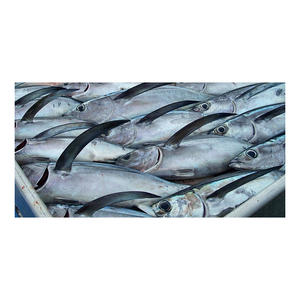 Atún amarillo congelado de primera calidad, disponible para compradores al por mayor con entrega rápida. - Product Image 5