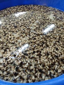 Suministro de alimentos saludables en conserva, seta de paja Volvacea fresca y salada de fábrica vietnamita - Product Image 3