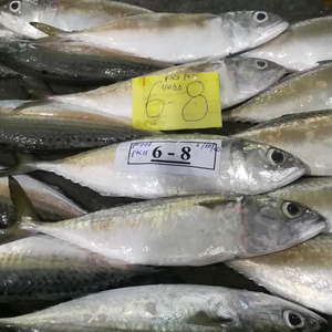 ปลาแมคเคอเรลแช่แข็งปลาดุก - Product Image 3