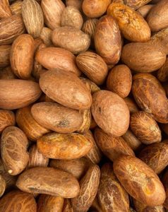 Garcinia-Kola-Nuss, Bitterkola, Rohe Bitterkola, Afrikanische Bitterkola-Nuss für Gesundheitszwecke - Product Image 3