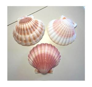 Conchas festoneadas seleccionadas con superficie lisa para decoraciones de fiestas artículos hechos a mano y Cajas de Regalo - Product Image 1