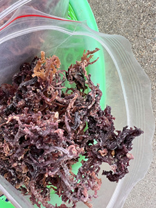 Musgo Irlandés Seco y Sazonado a Granel, Variedad Nori para la Industria Alimentaria, Envasado al Vacío, OEM, Venta al Por Mayor - Product Image 6