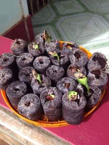 100% Natural Boost Plant Growth avec Coir Jiffy: granulés de tourbe de coco de noix de coco du Vietnam pour un jardinage et une agriculture naturels et sans tracas - Product Image 3