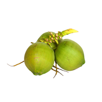 Pieza de cocos jóvenes frescos Forma de diamante Forma pulida Coco fresco rico en proteínas 250 a 300 ml por volumen Vietnam