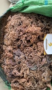 Bio Pure Irish Sea Moss Gold Healthy Raw Wildcrafted Algues assaisonnées en vrac de qualité alimentaire avec sac de marque privée 0084935825297 - Product Image 2