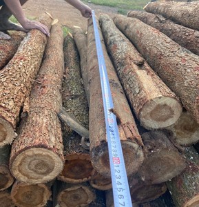 เสาไม้ที่ดีที่สุดสําหรับงานก่อสร้าง/แบบหล่อ/ไม้โครงสร้าง เสาไม้ราคาถูกและมีคุณภาพสูง - Product Image 2