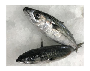 Pescado Atún Congelado Premium a Granel, Venta Caliente de Mariscos, Atún del Pacífico Entero Congelado, Compre el Mejor Atún Congelado - Product Image 1