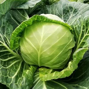 Repollo fresco orgánico de primera calidad para servicio de alimentos y suministro de exportación a granel al por menor en todo el mundo - Product Image 2