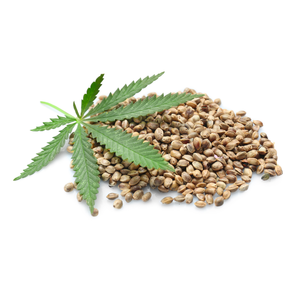 Fournisseur de graines de chanvre biologiques à prix avantageux, vente en gros de graines de chanvre naturelles - Product Image 4